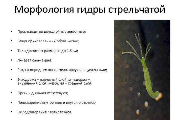 Ссылка в магазин на кракен